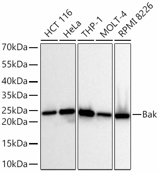 Bak Monoclonal Antibody [7Q3T8]