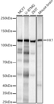 HK1 Monoclonal Antibody