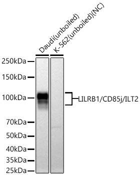LILRB1/CD85j/ILT2 Monoclonal Antibody [4B1F6]