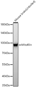Mitofilin Monoclonal Antibody [6C0I4]