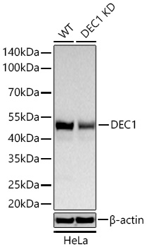 DEC1 Monoclonal Antibody [6M1D3]