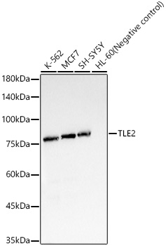TLE2 Monoclonal Antibody [8X9P4]