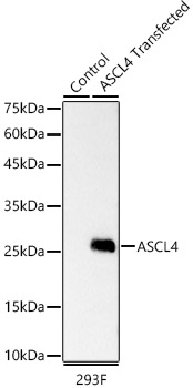 ASCL4 Monoclonal Antibody [2A1Q6]