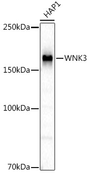 WNK3 Monoclonal Antibody [9J9X4]