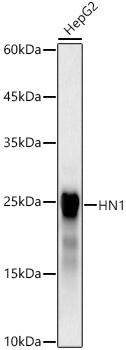 HN1 Monoclonal Antibody [6A3P6]