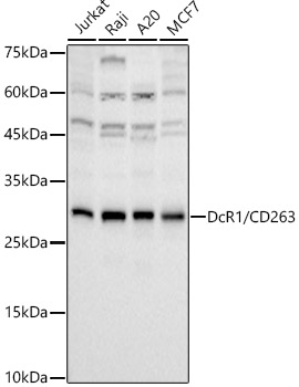 DcR1/CD263 Monoclonal Antibody [4X6W2]