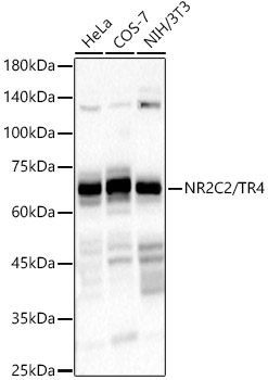 NR2C2 / TR4 Monoclonal Antibody [2J3W4]