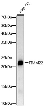 TIMM22 Monoclonal Antibody [2H2R3]