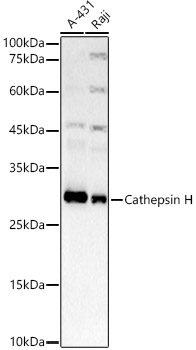 Cathepsin H Monoclonal Antibody [3C2F4]