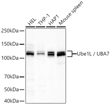 Ube1L / UBA7 Monoclonal Antibody [6V3Y5]