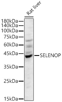SELENOP Polyclonal Antibody