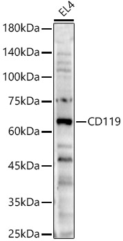 CD119 Polyclonal Antibody