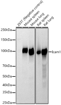 Icam1 Polyclonal Antibody