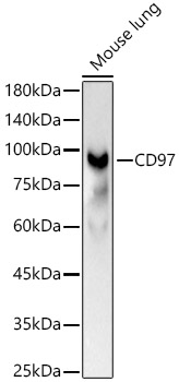 CD97 Polyclonal Antibody