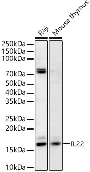 IL22 Polyclonal Antibody