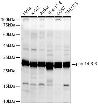 pan 14-3-3 Polyclonal Antibody