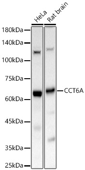 CCT6A Polyclonal Antibody