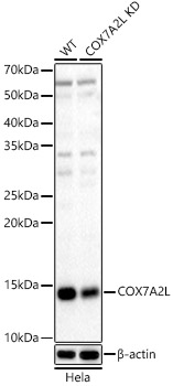 COX7A2L Polyclonal Antibody