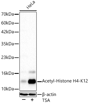 Acetyl-Histone H4-K12 Monoclonal Antibody [6H8U8]