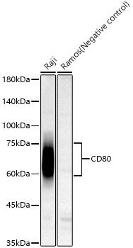 CD80 Monoclonal Antibody [3P4D2]