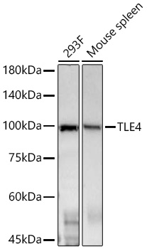 TLE4 Monoclonal Antibody [1D3V4]