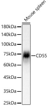 CD55 Monoclonal Antibody