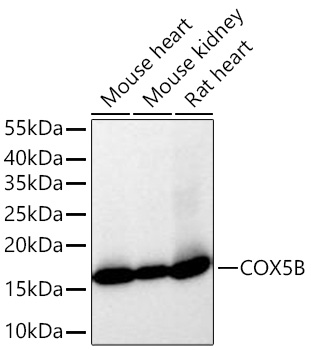 COX5B Monoclonal Antibody [10L8O8]