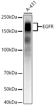 EGFR Monoclonal Antibody [5H3R2]