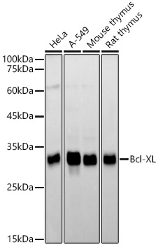 Bcl-XL Monoclonal Antibody [6R4J2]