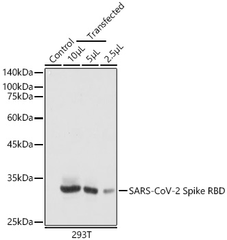 SARS-CoV-2 Spike RBD Monoclonal Antibody [10C7P10]