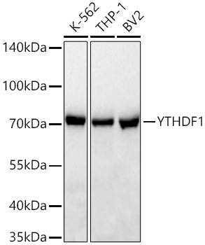 YTHDF1 Monoclonal Antibody [3M6E5]
