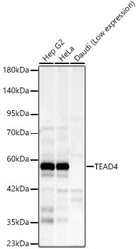 TEAD4 Monoclonal Antibody [8R0N1]