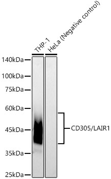 CD305/LAIR1 Monoclonal Antibody [5N2V4]