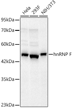 hnRNP F Monoclonal Antibody [1X10H3]