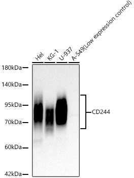 CD244 Monoclonal Antibody [10S4U7]