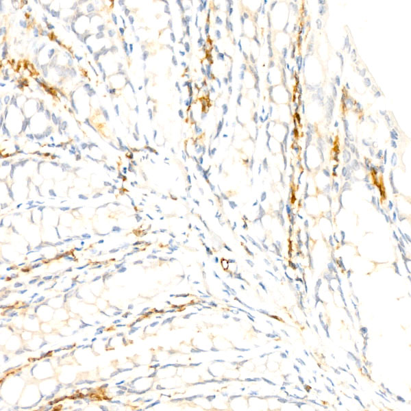 F4/80 Monoclonal Antibody [4J7L6]