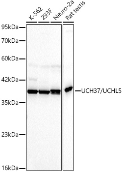 UCH37/UCHL5 Monoclonal Antibody [7R9F9]
