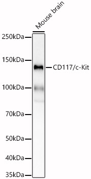CD117/c-Kit Monoclonal Antibody