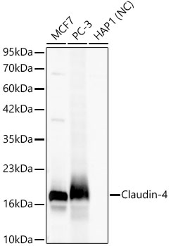 Claudin-4 Monoclonal Antibody [3H3Z1]