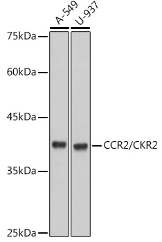 CCR2/CKR2 Monoclonal Antibody [10L1L6]