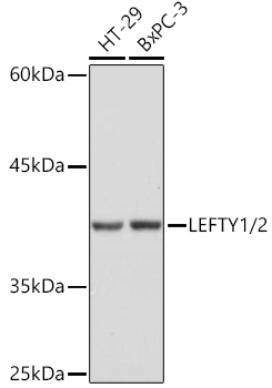 LEFTY1/2 Monoclonal Antibody [2Y10P2]