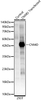 CNMD Polyclonal Antibody