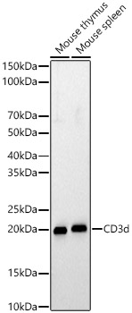 CD3d Polyclonal Antibody