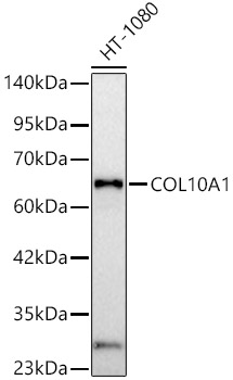 COL10A1 Polyclonal Antibody