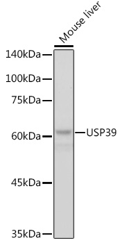 USP39 Monoclonal Antibody [1S9R9]