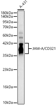 JAM-A/CD321 Polyclonal Antibody