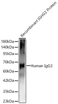 Human IgG3 Monoclonal Antibody [2I1D5]