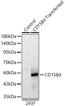 KIR2DL4 Monoclonal Antibody [5A7B7]