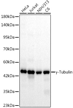 Gamma-Tubulin Monoclonal Antibody