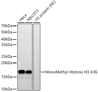 MonoMethyl-Histone H3-K36 Monoclonal Antibody [8X7S1]